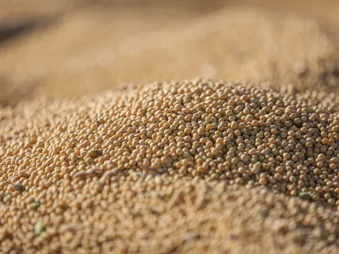 Soya